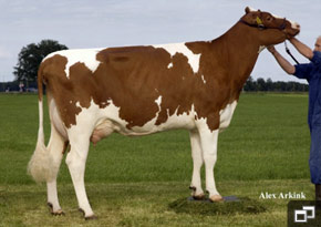 Southland Classic Belle VG87