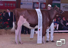 Miss-Red-Holstein-Lookout-PB-Addiction-America