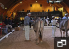 Ostschweizer Holstein Eliteshow in Wattwil