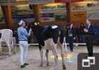 Ostschweizer Holstein Eliteshow in Wattwil