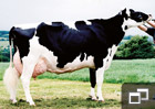 Smiddenhill Jed Erle EX95 15*